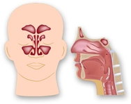Sinüs Boşlukları Özellikleri ve Faydaları Nelerdir?
