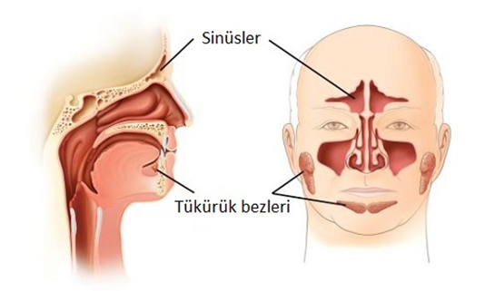 Paranazal Sinüsler Görevleri Nedir?